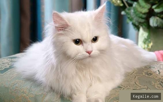 Mix Persian Cat - Local Breed